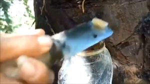 Gula aren kaung asli lebak banten isi 4 batok