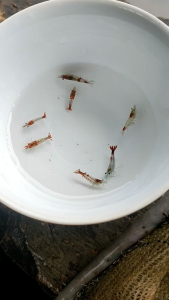 Rilli Shrimp - Paket udang hias aquarium Aquascape super - udang hias air tawar - pembersih aquarium Aquascape - hiasan Aquarium Aquascape