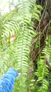 เฟิร์นใบมะขามต้นในกระถาง4นิ้ว