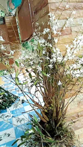 เอื้องมะลิกอใหญ่(นกกระยางขาว)