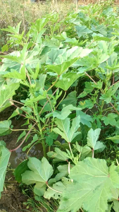 BENIH OKRA HIJAU (150 BUTIR)