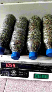 1 KG BUMBU/REMPAH ANDALIMAN SEGARTUBAITIR-ITIR MERICA BATAK  SEGAR SUMATERA UTARA PENGIRIMAN DARI MEDAN. yang rindu dengan Masak Arsik.