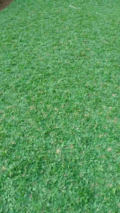 jual rumput gajah mini 1 meter persegi