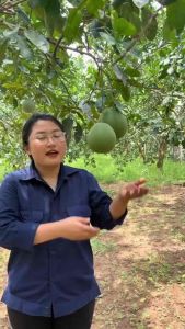 Dầu gội Bưởi dầu gội thảo dược yêu thiên nhiên kích thích mọc tóc giảm rụng tóc tóc suông mượt - Ý Linh Store