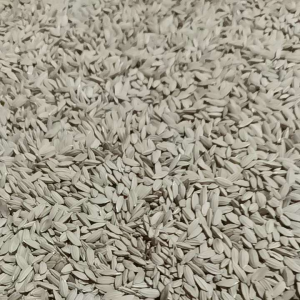 500 gram benih padi huma asli pilihan tumbuh di ladang darat