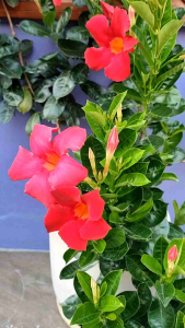 红飘香藤植物花苗Plants Flowers Seedlings Mandevilla suaveolens