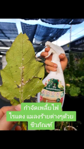 ชีวภัณฑ์กำจัดแมลง ปลอดภัยกับคนสัตว์สิ่งแวดล้อม" - ชื่อชีวภัณฑ์