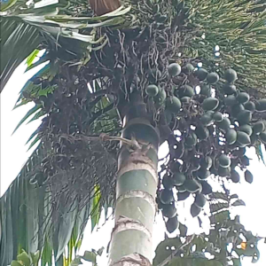 #หมากร่องน้ำ 2กิโล 199 ฿ หมากหน้าหวาน หมาก organic หมากปลอดสารเคมี หมากนอกฤดู ตัด สด ใหม่ ทุกวัน รับประกันออ่นทุกลูก