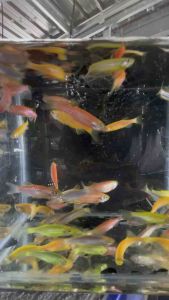 Ikan Danio（Ikan Zebra) /Livefish/ Freshwater (RANDOM COLOUR) 斑马鱼