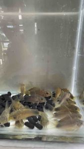 Corydoras Similis / Smudge Spot Cory Catfish /Livefish/Freshwater 鼠鱼