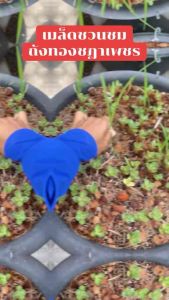 เมล็ดชวนชม เมล็ดพันธุ์ อรา โซโค