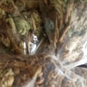 herba milagrosa/meroserba
