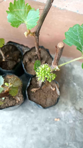 tanaman bibit anggur  impor merah BELI 5 GRATIS 1