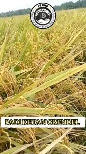 PROMO 1 KG PADI KETAN GRENDEL