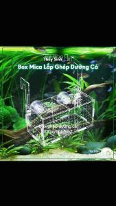 Box Mica Lắp Ghép Dưỡng Cá | Lồng Sinh Sản Cá Guppy | 8m2