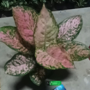 Tanaman Hias Aglonema Runi Pink Dewasa 7 8 9 Daun