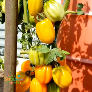 10 BUTIR BIJI/BENIH TOMAT UNIK CALIFORNIA TULIP