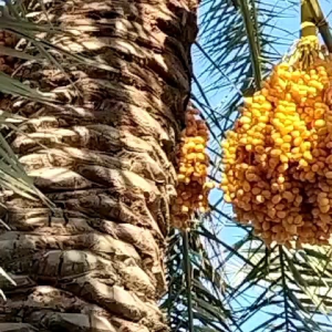 Kurma Muda Barhi 1kg: Kesehatan & Promil