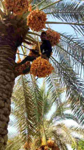 KURMA MUDA PROMIL FRESH 1KG / KURMA MUDA FRESH