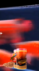 Thức Ăn Cao Cấp Chuyên Dụng Cho Cá Rồng INCH GOLD Hộp 454gram