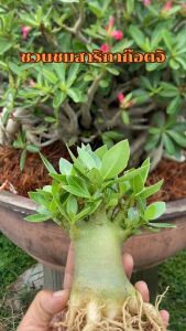 ชวนชม สงขลาผสมแปล๊บเล็ก กระถาง6นิ้ว(ถอนส่ง