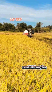 BENIH BIBIT PADI MR-337 GABAH DUPER UNGGUL BERKUALITAS KEMASAN 1KG