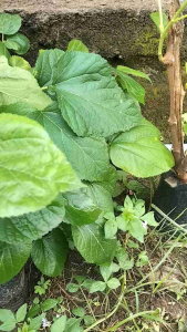 bibit long murbei manis - bibit tanaman buah long murbei