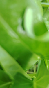 Agro City Bio GrowMax | Baja Subur Organik Premium | Pertumbuhan Lebih Cepat | Akar Lebih Kuat | Premium Bio Fertilizer