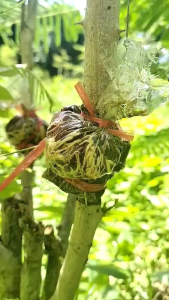 กิ่งชะอม พันธุ์หนามน้อย-ปราจีน 1 มัด 50 กิ่ง 400 บาท โอกาสติด 95% เหมาะสำหรับสายกลัวเจ็บมือ ยอดไม่ดก พืชที่ชอบแสงแดด