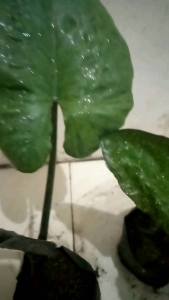 Bibit Tanaman Talas Hitam Keladi Hotam: Panduan Lengkap