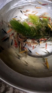 Udang hias paket mix color 100 & 50 ekor - udang hias aquscape - udang aquarium - hiasan aquarium