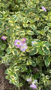 ต้นบุษบาพารวย บุษบาฮาวาย 10 กิ่ง 50 บาท