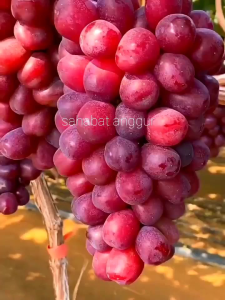 Bibit Anggur Import Red Shine Muscat Grafting Valid Murah Berkualitas