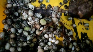 6 Keong Kelomang Balap Umang-Umang