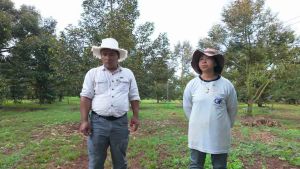 เอมม่า ยับยั้งเชื้อรา ใบไหม้ ราแป้ง รากเน่าโคนเน่า ใบด่าง ผลเน่า ปุ๋ยน้ำเอมม่า 1000 ซีซี ยับยั้งเชื้อรา