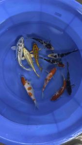 Japan koi local breed 5/6” high grade 10pcs Christmas Special Selection Set “A” at 1188 + shipping 50