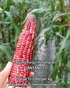 20 BUTIR BIJI/BENIH JAGUNG JANTAN F1/KETAN UNGU ( REPACK PANAH MERAH )