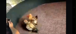 ไข่เชื้อไก่ชนพม่า สำหรับเชื้อ มีหวังเนื้อ บริเวณจัดจ้าน และเหลี่ยมดีที่สุด รับประกันการจัดส่ง