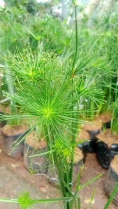 Tanaman papyrus mini - pohon papirus dwarf - Cyprus bisa media air