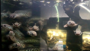 CHANNA ASIATICA WHITE SPOT 7+ INCI