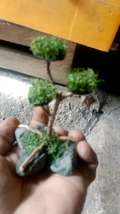 bonsai mini sintetis daun 3