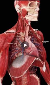 100% Original 30g Shilajit Pure Organic Sundried Himalayan