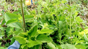 (Hữu Cơ -Thiên Nhiên) 1kg Cỏ Hôi  Cỏ Cứt Heo Hỗ Trợ Viêm Xoang  Sỏi  Sưng Đau ...