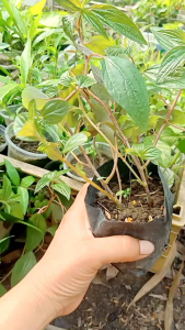 Bầu Cây Bọ Mắm / Cây Thuốc Dòi Bầu từ 3 cây trở lên