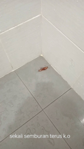 SPRAY PEMBUNUH LIPAS SERANGGA VIRAL INDOOR OUTDOOR WANGI