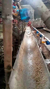 new ayam ras petelur sudah full vaksin sudah bertelur