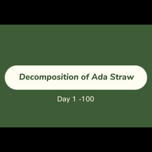 [100 Pcs] BIODEGRADABLE STRAWS Individual Paper WrapTapioca ADA Eco Straw with Wrapper