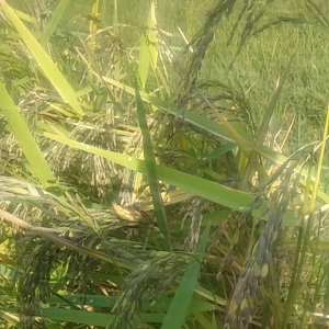 Jual Benih Padi Beras Ketan Hitam 1 Kg