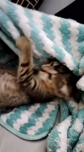 Shampoo Kucing & Anjing Anti Kutu & Pelembut & Anti Rontok Netto:250 ml