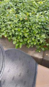 Lót yên xe máy siêu êm!